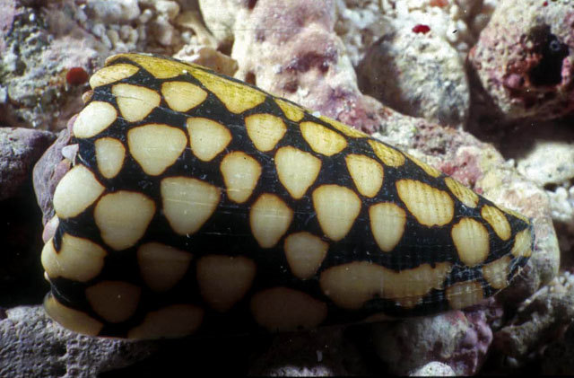 Conus marmoreus